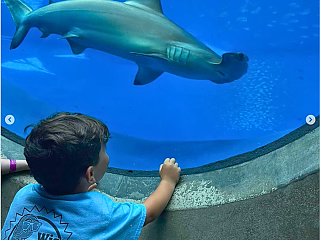 Aquarium-Visit